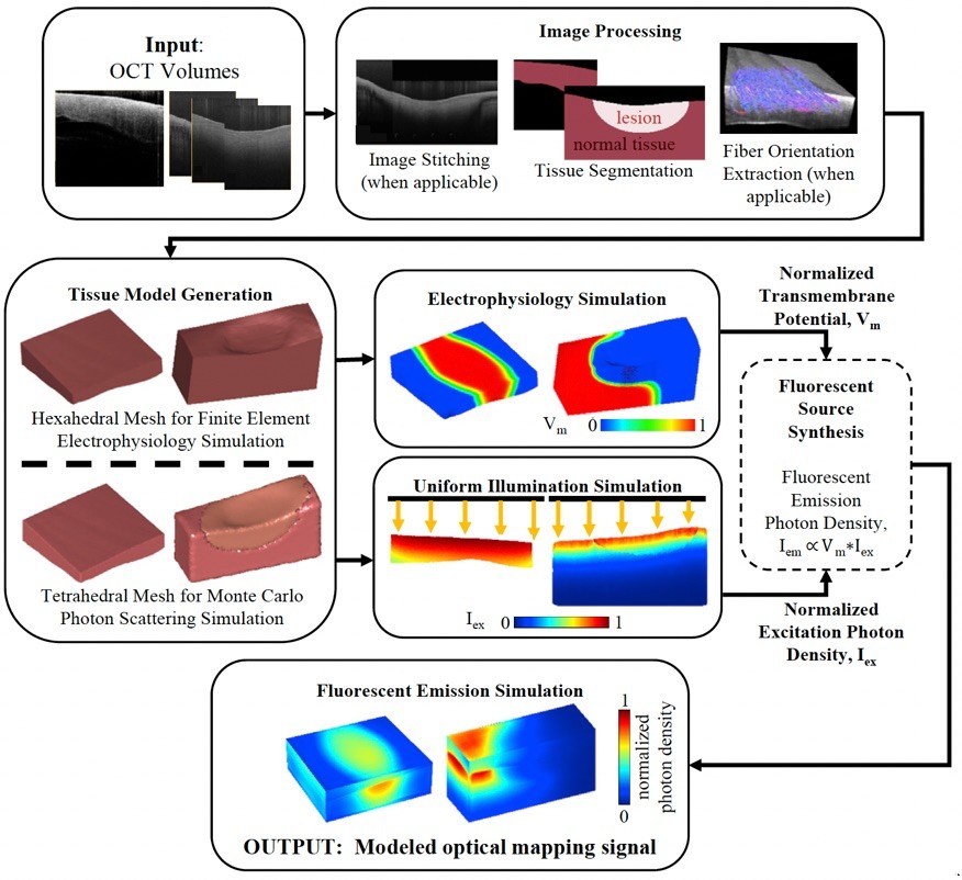 Optical Coherence Tomography Enabled Sample Specific Models